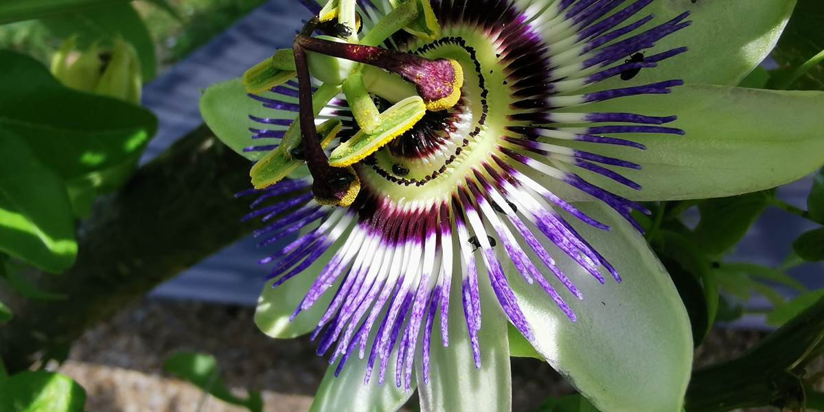 Passiflore