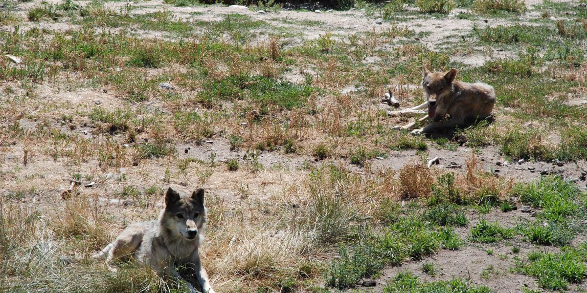 Les Chalets de la Margeride: Couple de loups