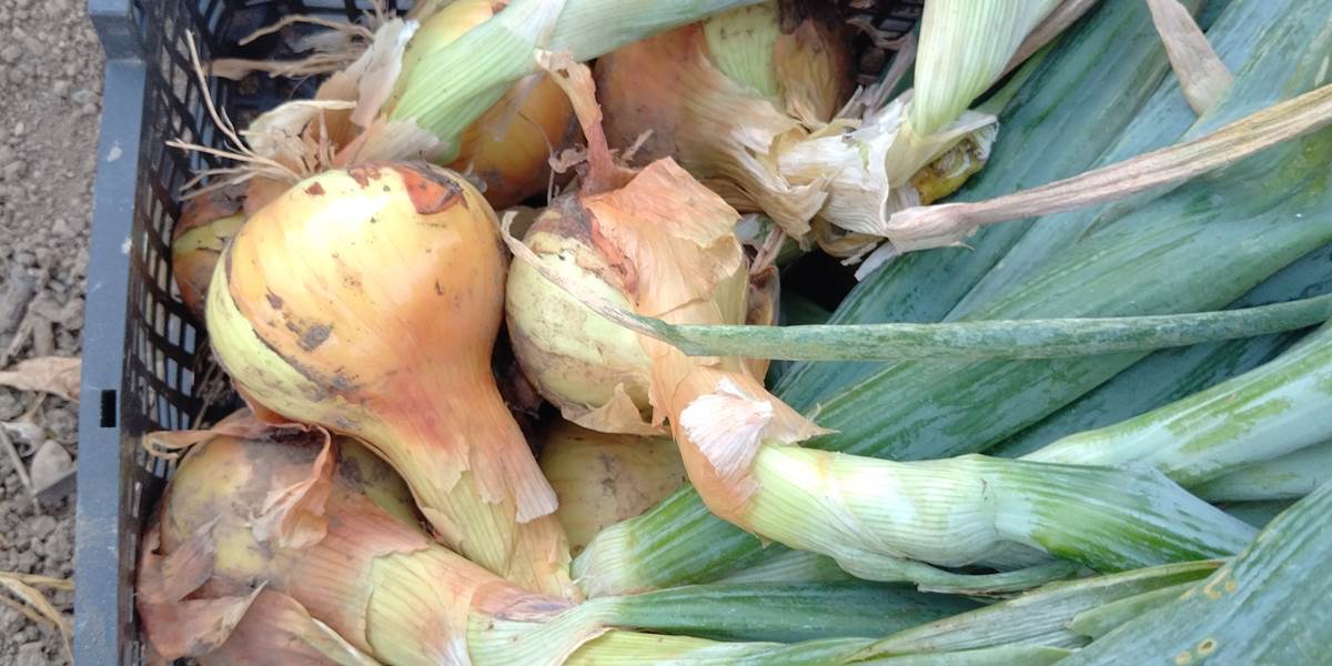 Le potager du Coq du Nord Mailhac