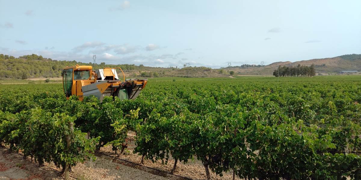 Les vendanges dans le Minervois