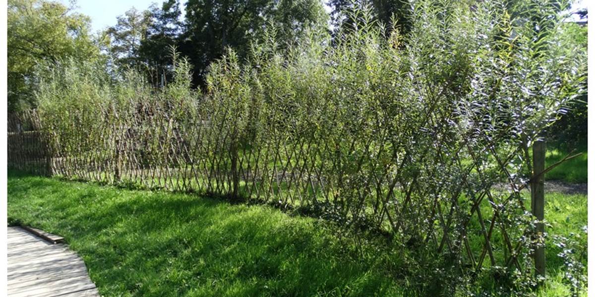 Clôture de saule
