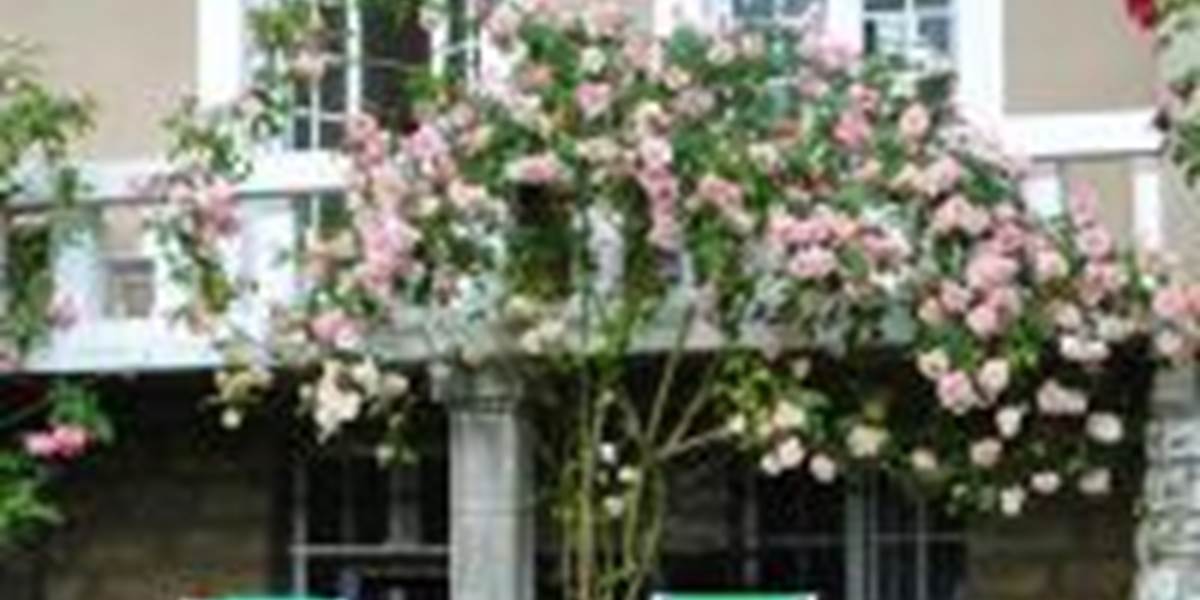 rosiers roses