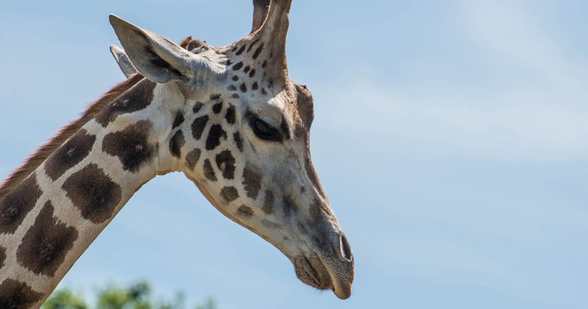 zoo-du-reynou-haute-vienne-15-img-around