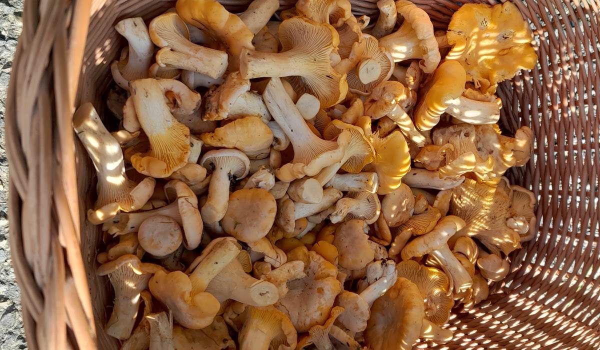 Domaine_de_Calabel©_Pouylebon_vacances_piscine_gers_champignons