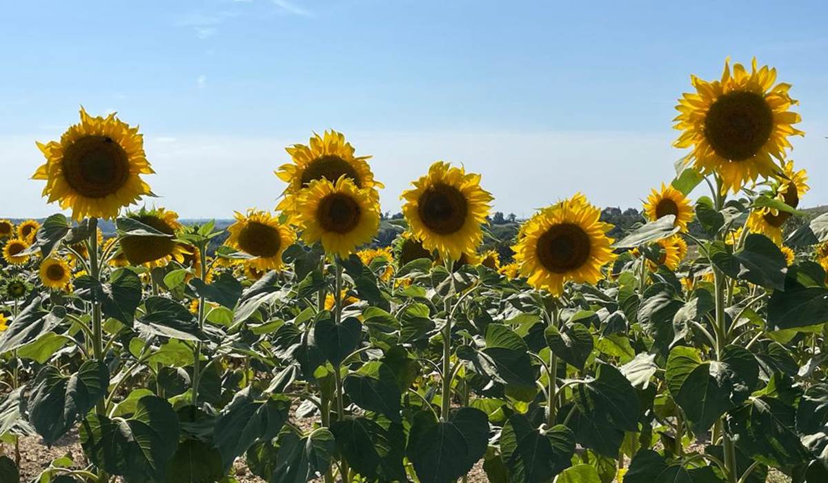Domaine_de_Calabel©_Pouylebon_vacances_piscine_gers_tournesol