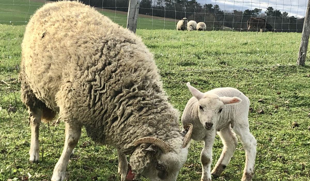 Moutons