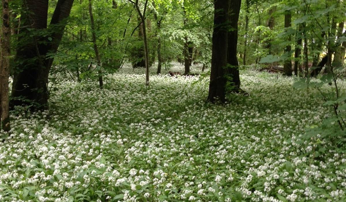 Petit bois du parc du château : l'ail des ours généreux au printemps