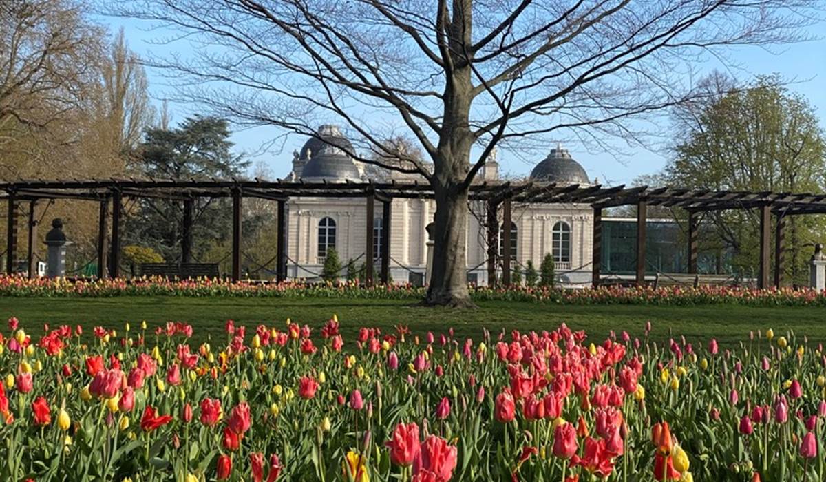 Tulipes a` la Boverie