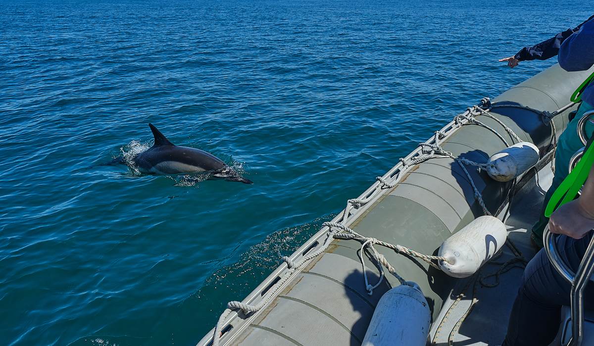 Etocs 159 DAUPHINS