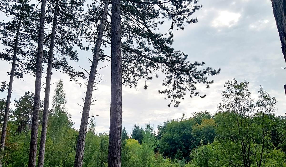 Forêt