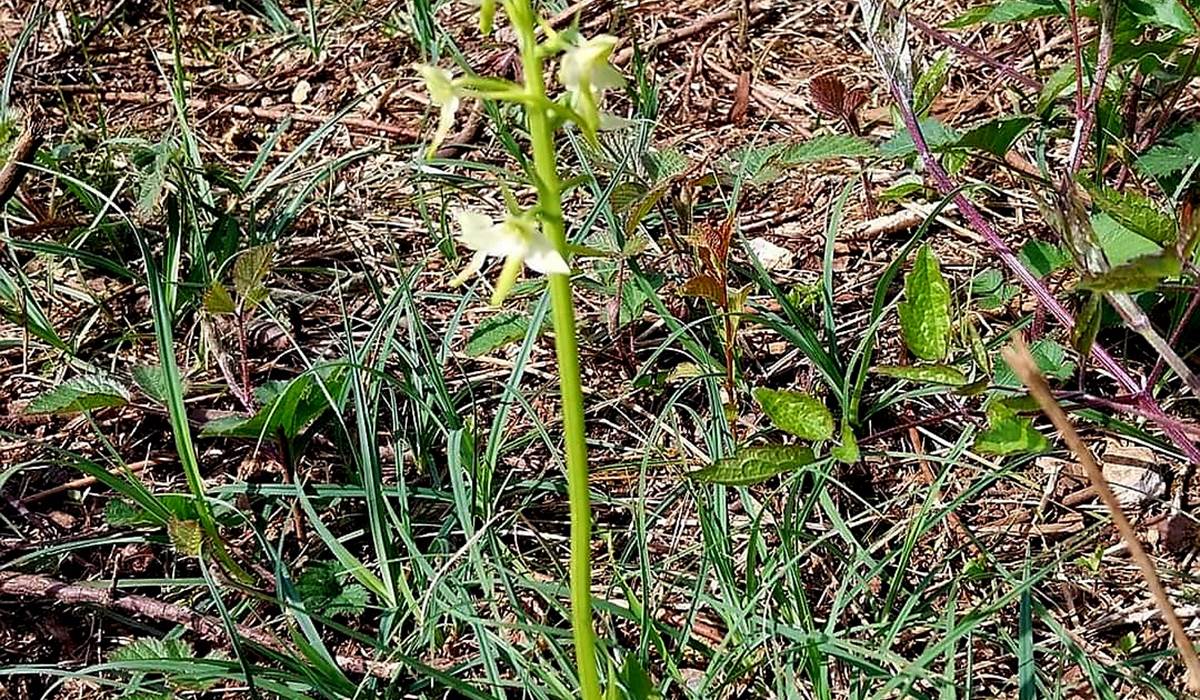 Orchidée  pelouse calcaire