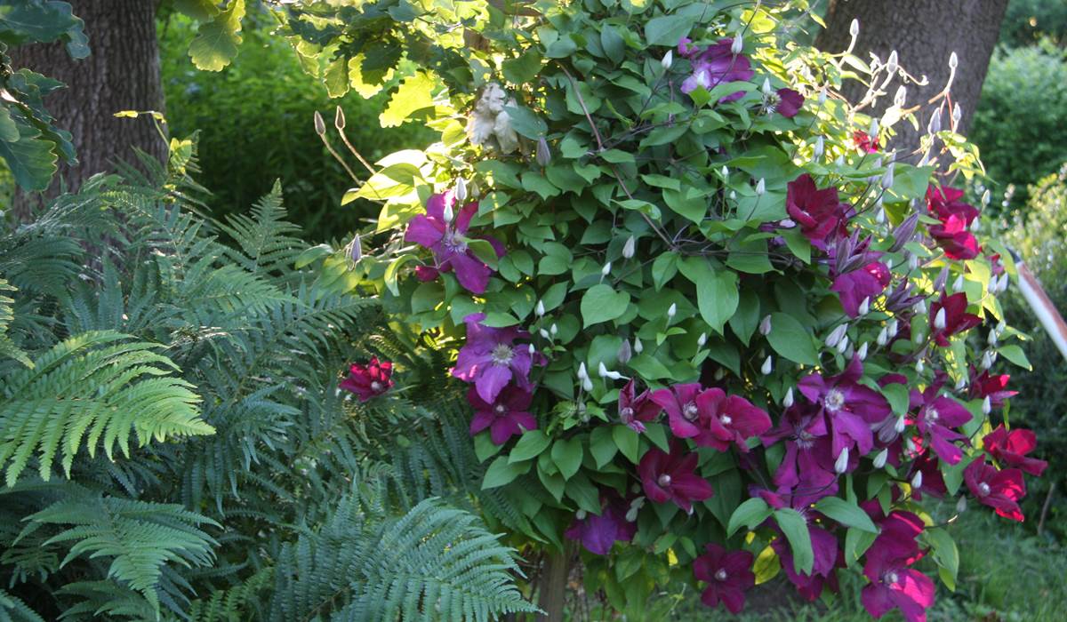 massif de fleurs