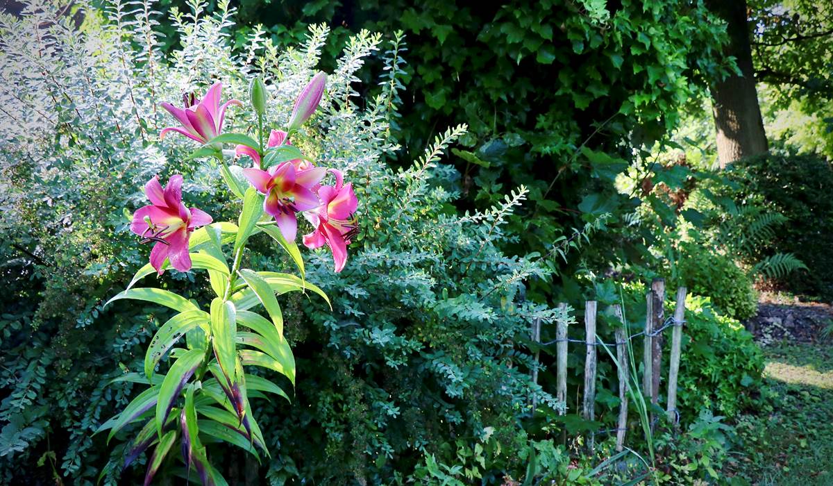 In the garden