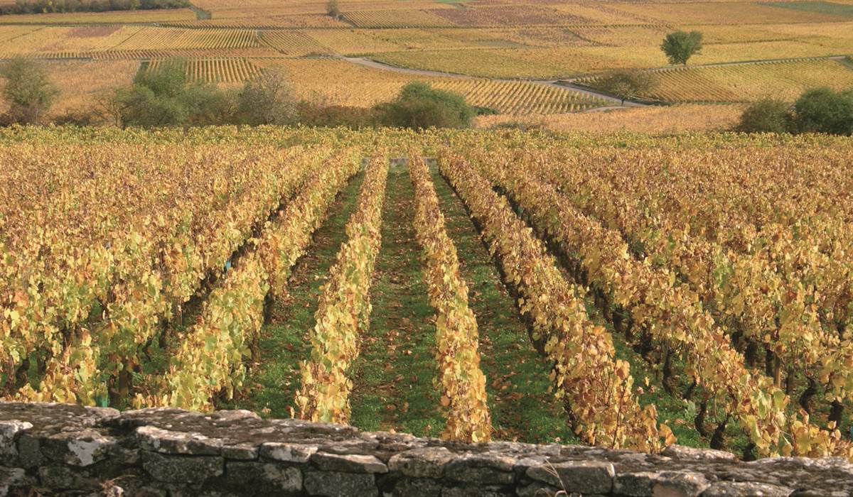 Automne dans les vignes de Meursault