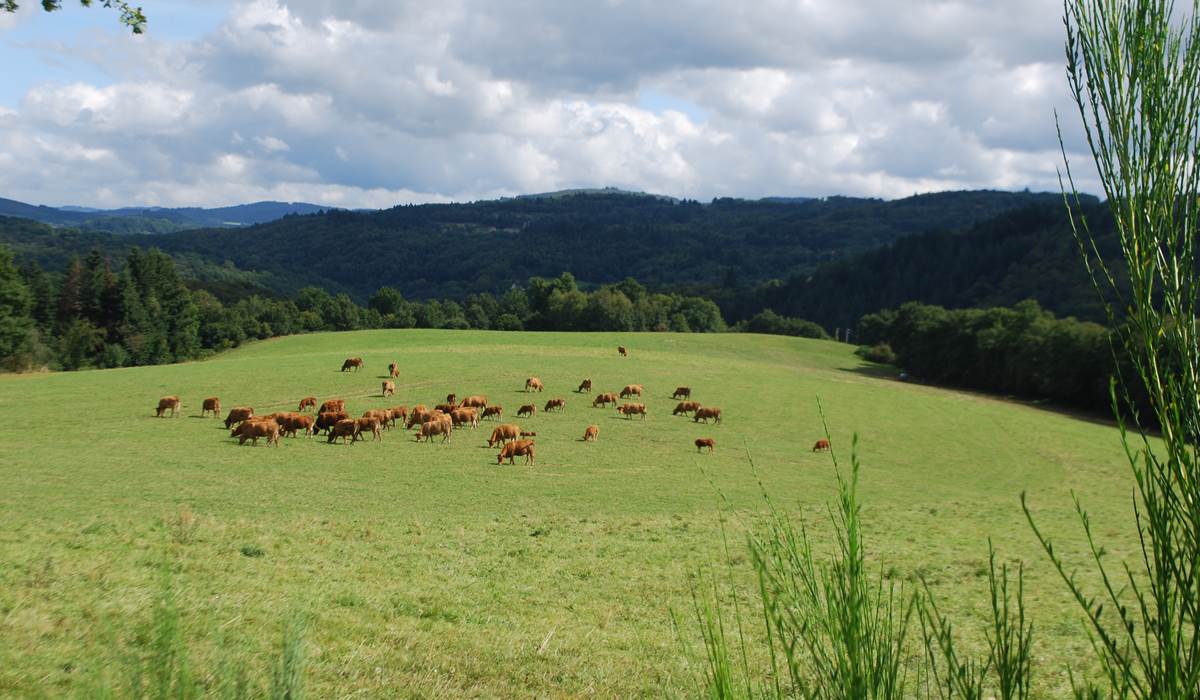 Paysages autour de la Maison du Masjoubert 87120, les vaches au prés en Limousin