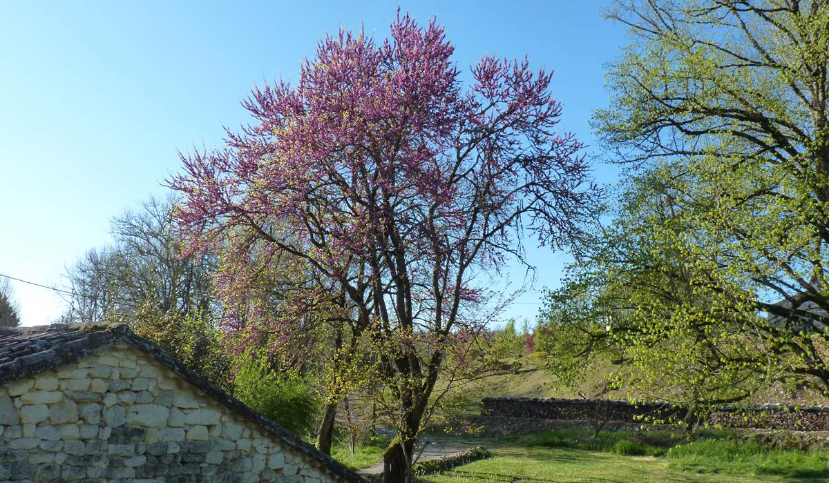 Arbre de judée