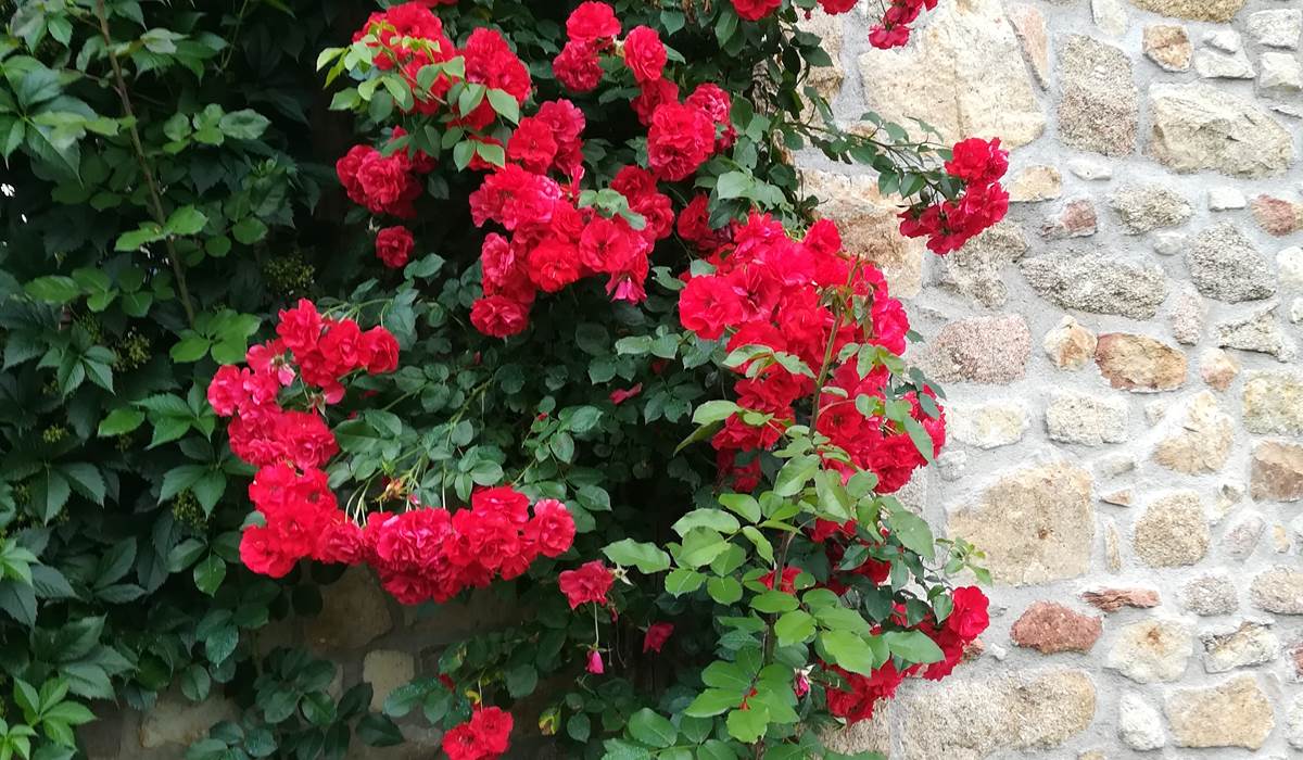 rosier rouge sur la façade en pierres