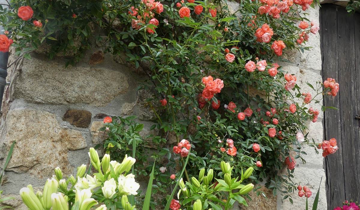 les rosiers habillent la façade