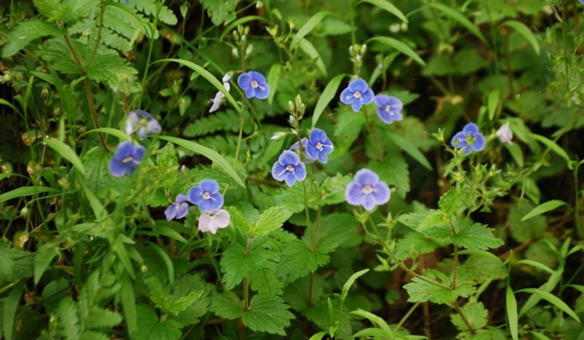 fleurs de bords de chemins Augne 87120