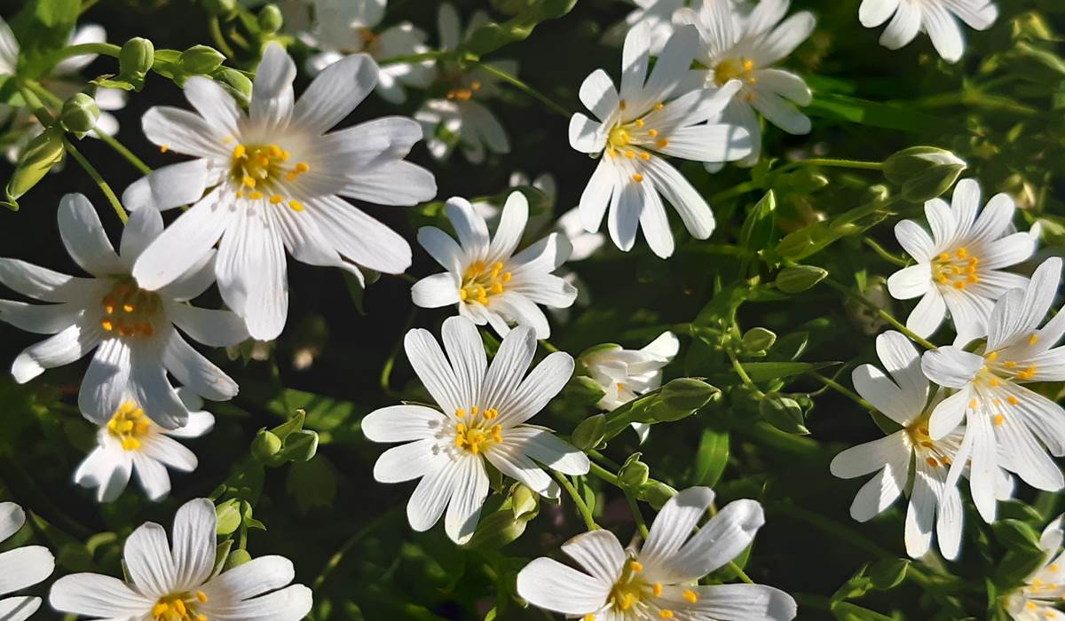 20200409_172958 petites fleurs blanches joli printemps 87120