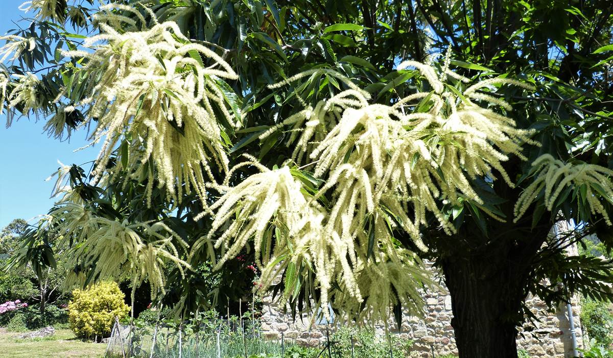 l'odeur énivrante des châtaigniers en fleurs