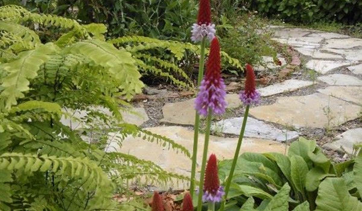 Le jardin Hildegarde de L'Ile de Garde B&B