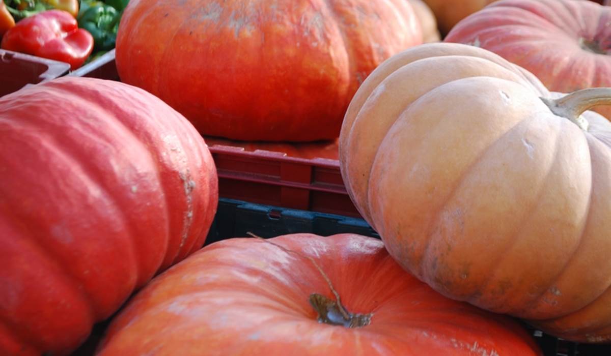 citrouilles d'automne Limousin Augne