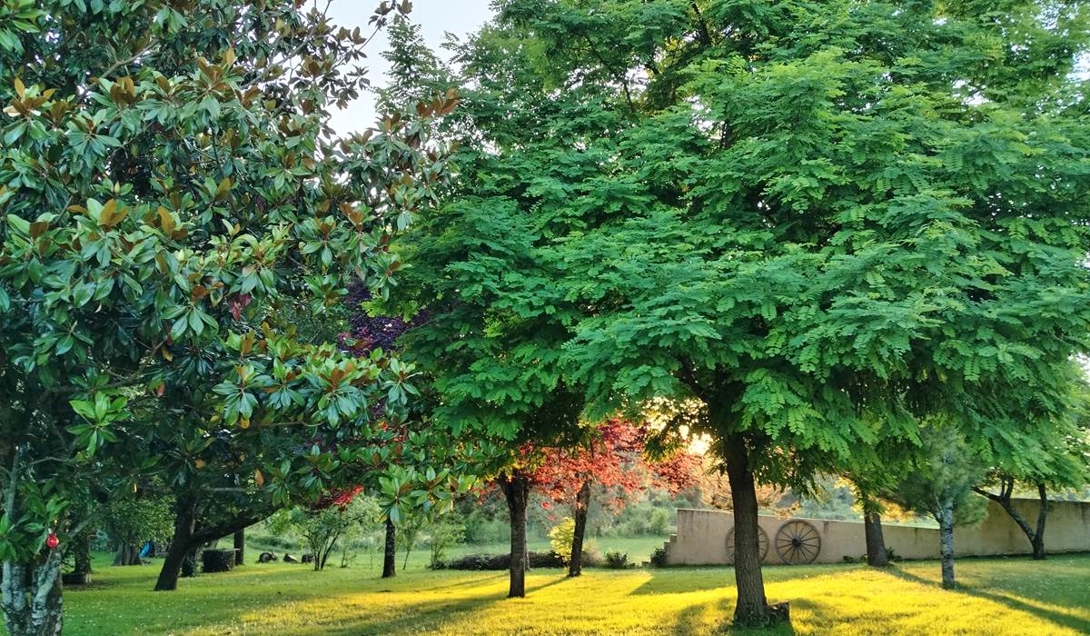 Parc ,différentes essences d'arbres