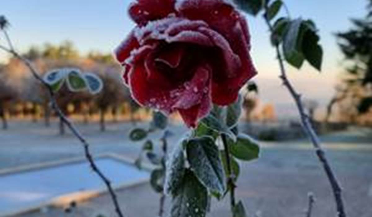 DERNIERES ROSE DE LA SAISON GIVREE