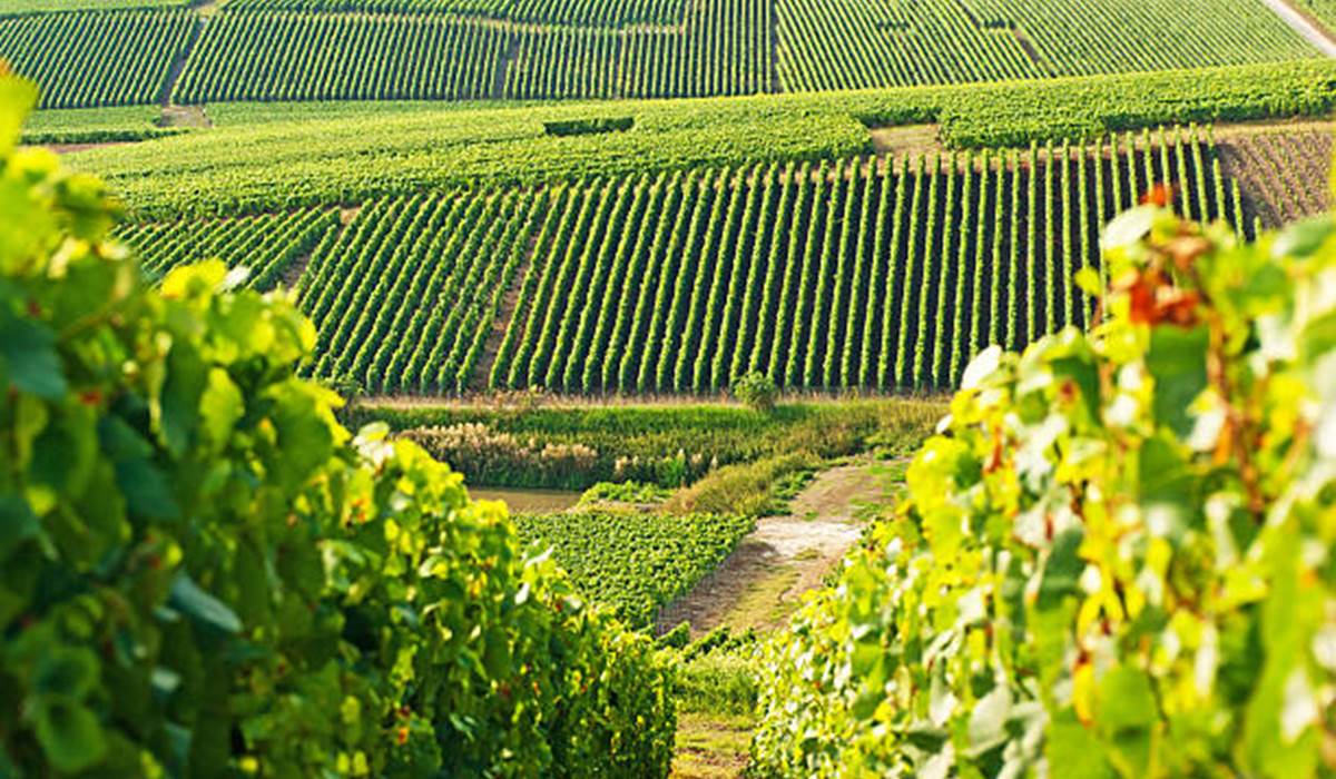 vignoble