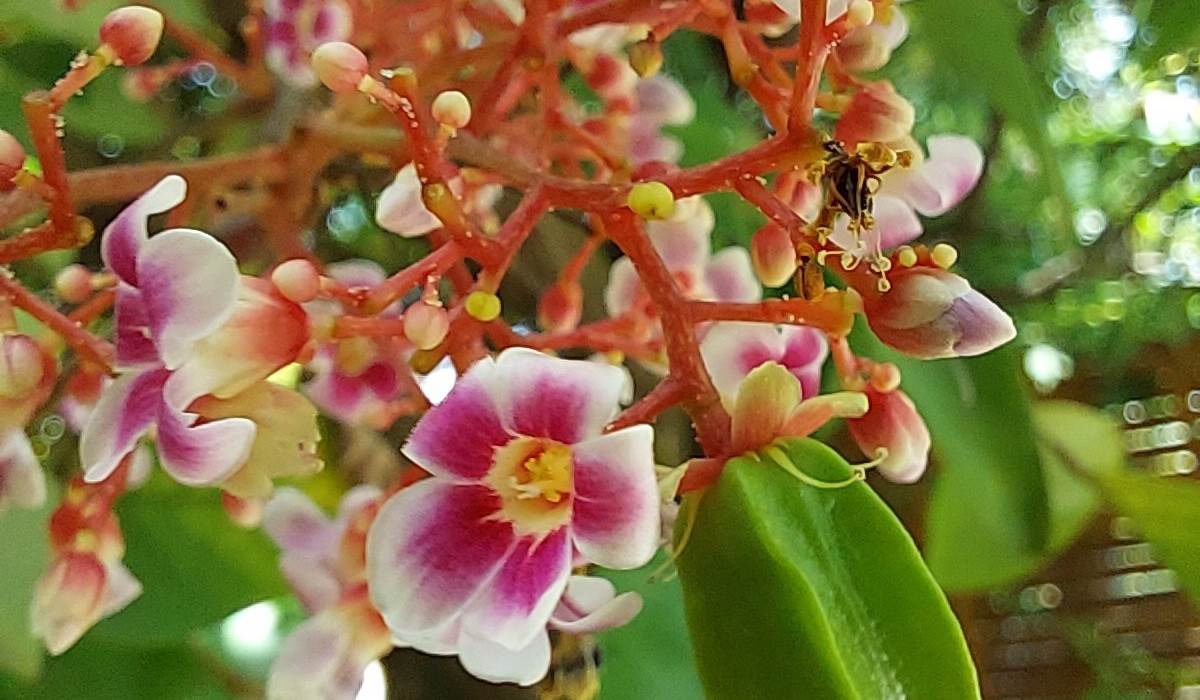 Carambole
