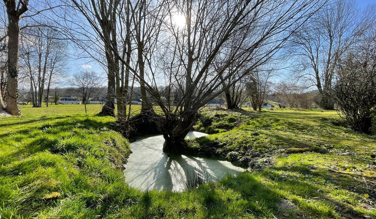 La mare aux grenouilles