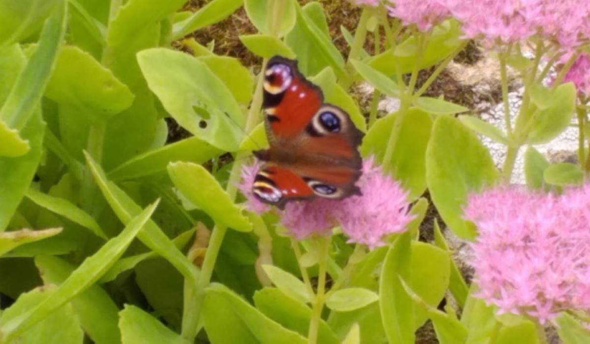 Papillon a admirer au jardin