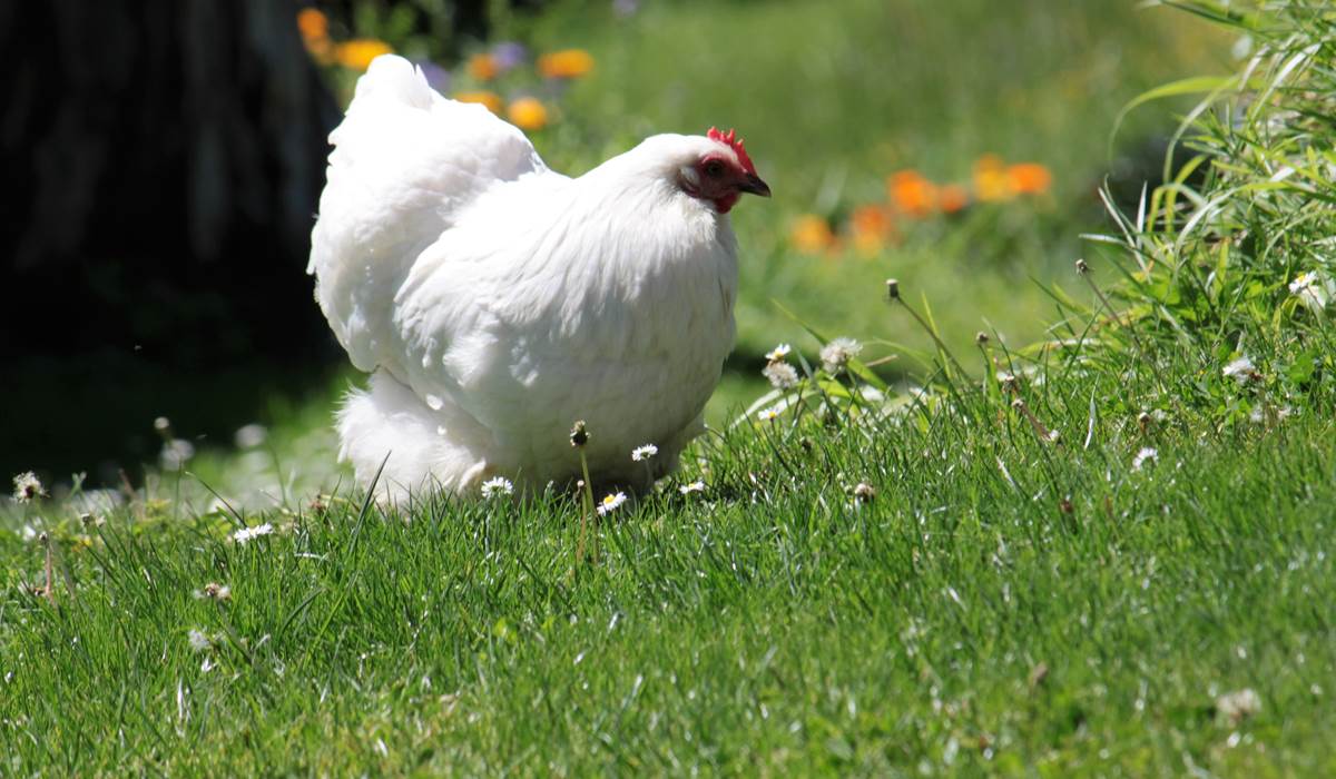 Ambiance galina  avec blanche et madeleine nos petites poules d'ornement