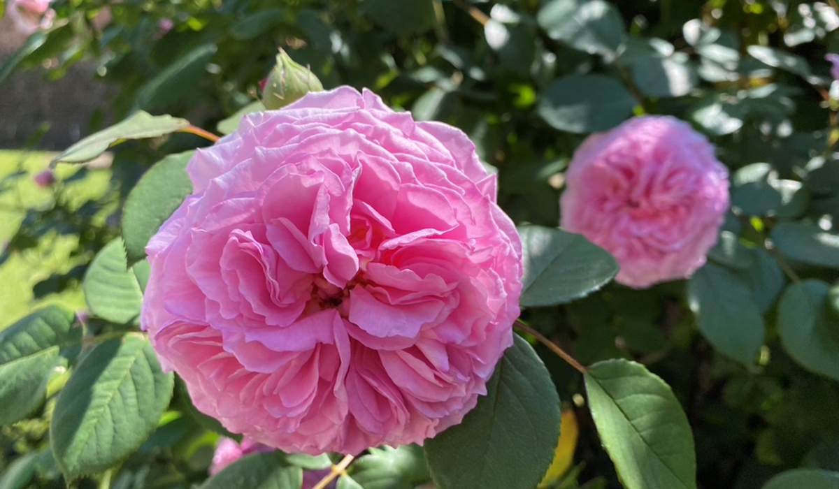 Rose du jardin