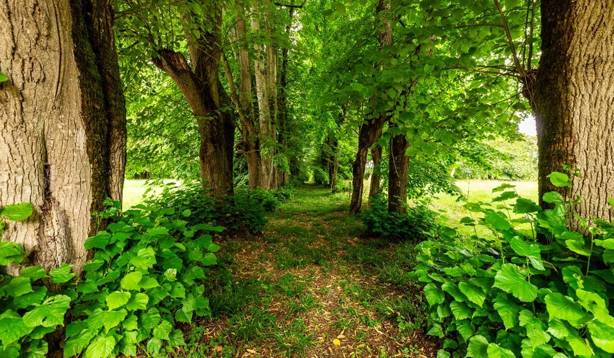 Une des allées de tilleuls centenaires du parc du château