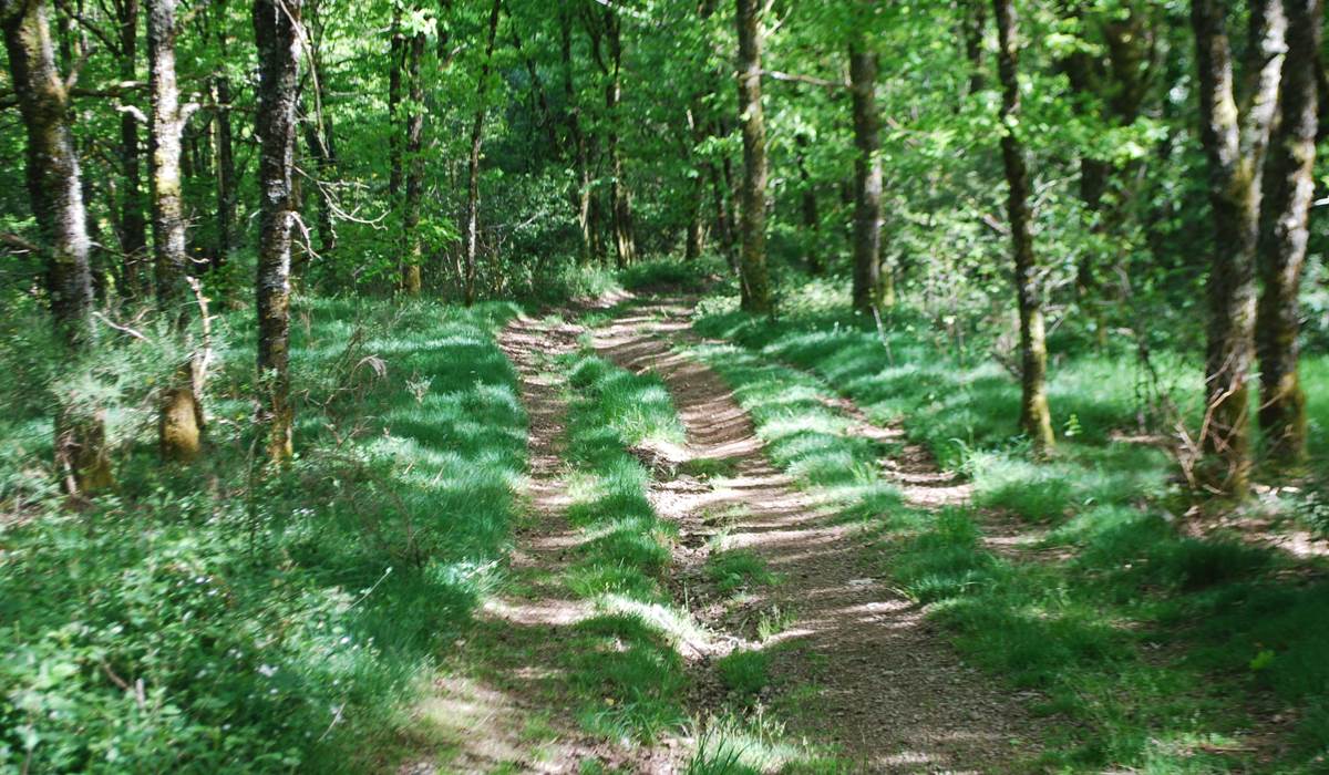 environs du Masjoubert- Vervialle ,balade, bois 87120 Augne