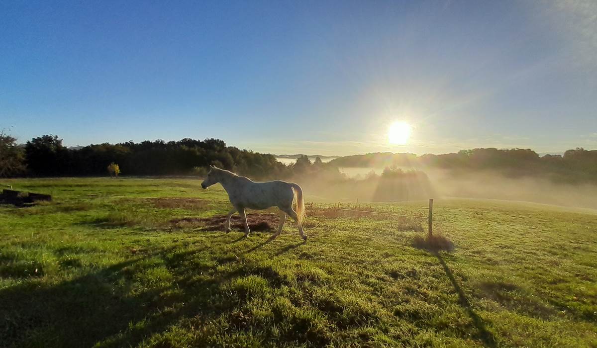 Domaine_de_Calabel©_Pouylebon_vacances_cheval_gers