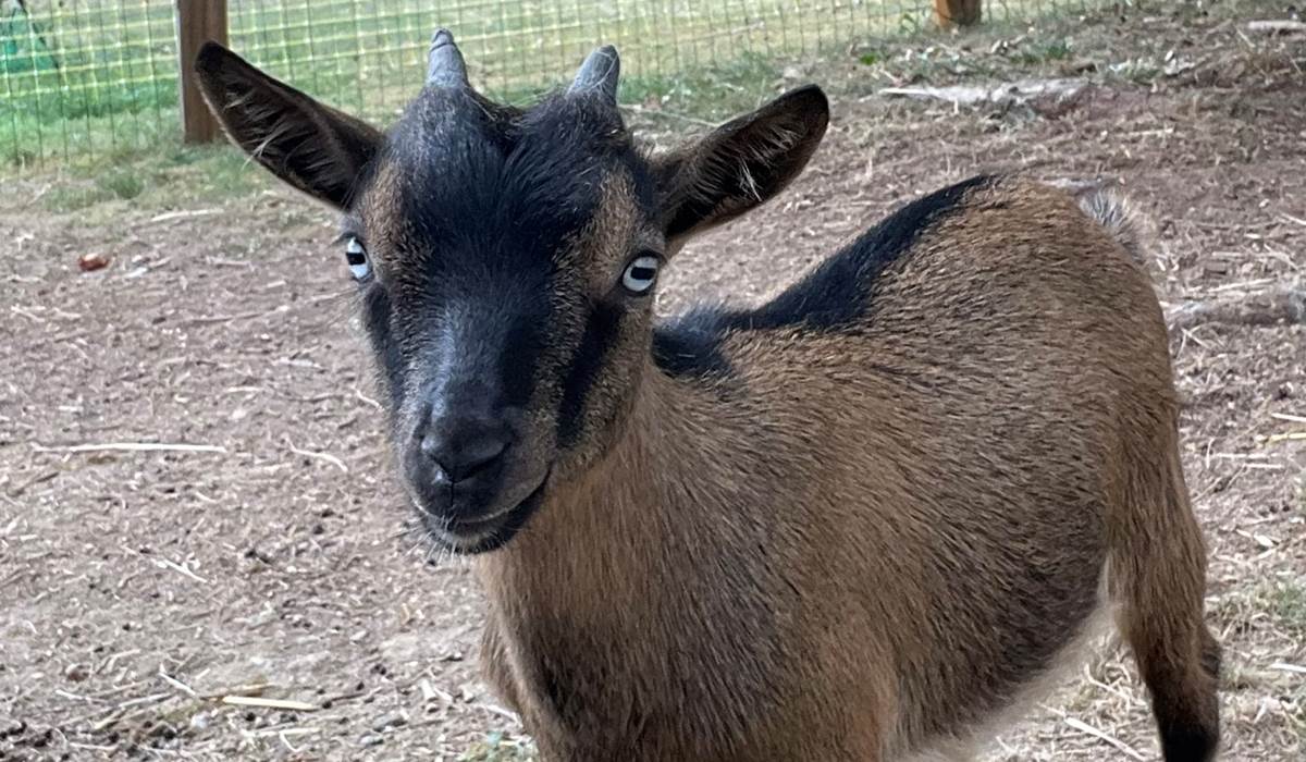 Taô et ses beaux yeux bleus