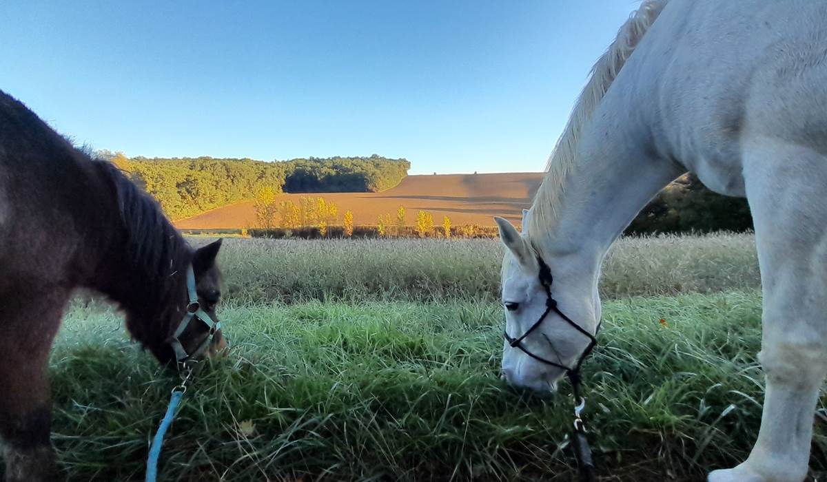 Domaine_de_Calabel©_Pouylebon_vacances_cheval_gers