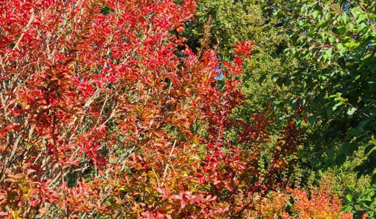 Automne