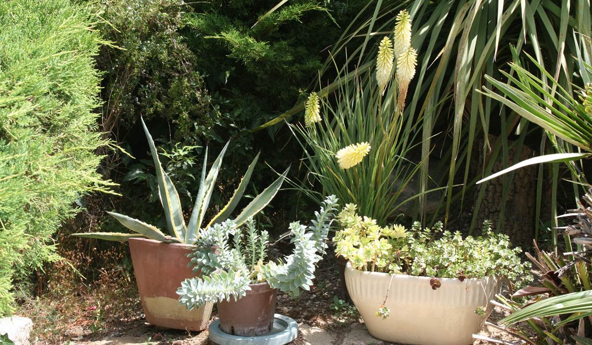 Jardin mediterranéen