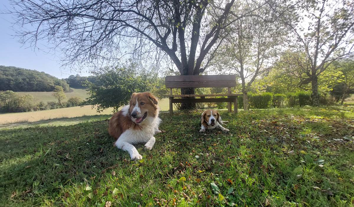 Domaine_de_Calabel©_Pouylebon_vacances_piscine_gers_chien