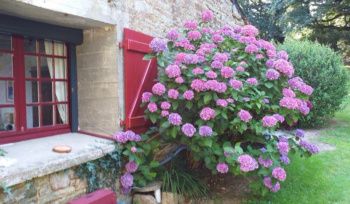Les Hortensias