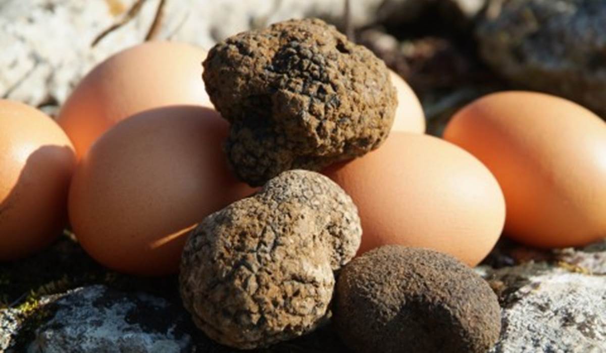 Récolte de truffes du Périgord territoire des gites de fred