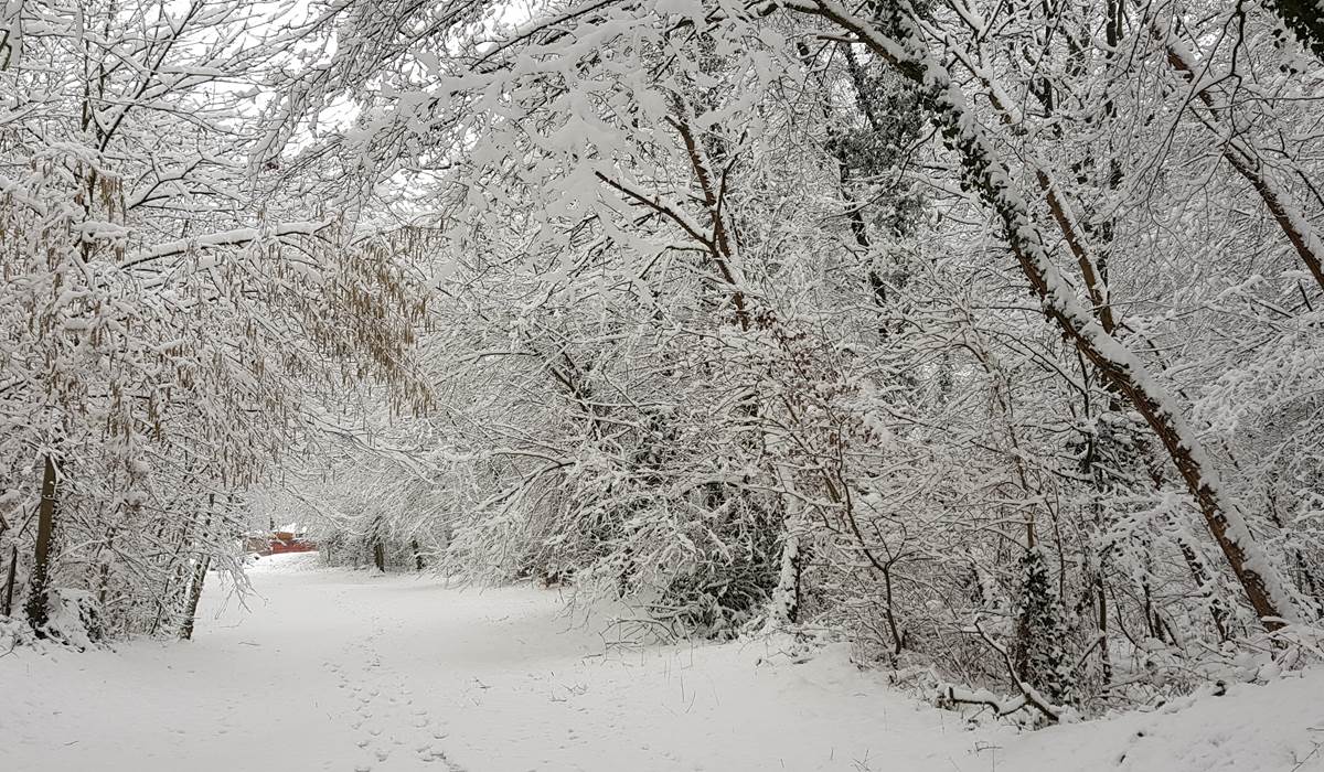 BALADE HIVERNALE DANS LE BOIS A 300M DE CHEZ NOUS