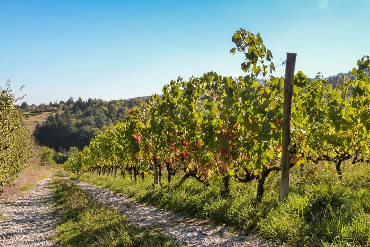 Vignes de la côte roannaise © Roannais Tourisme