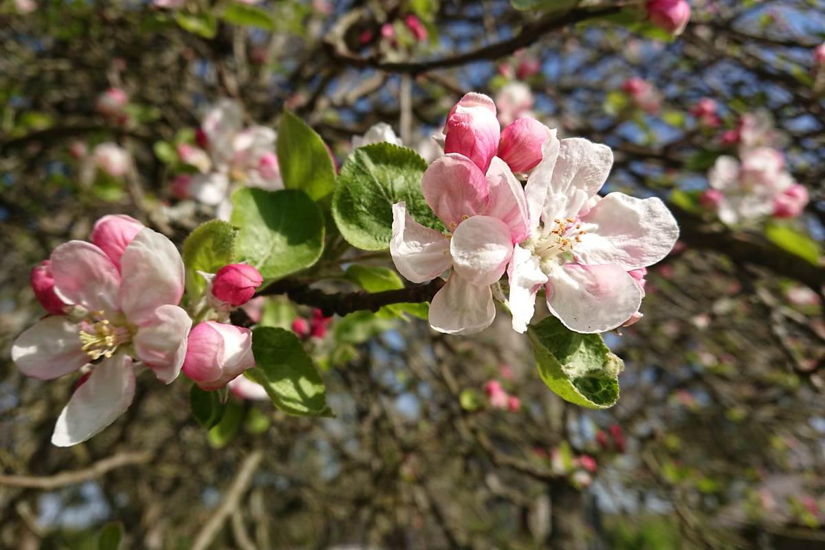Les arbres fruitiers en fleurs au moulin de La Retardière