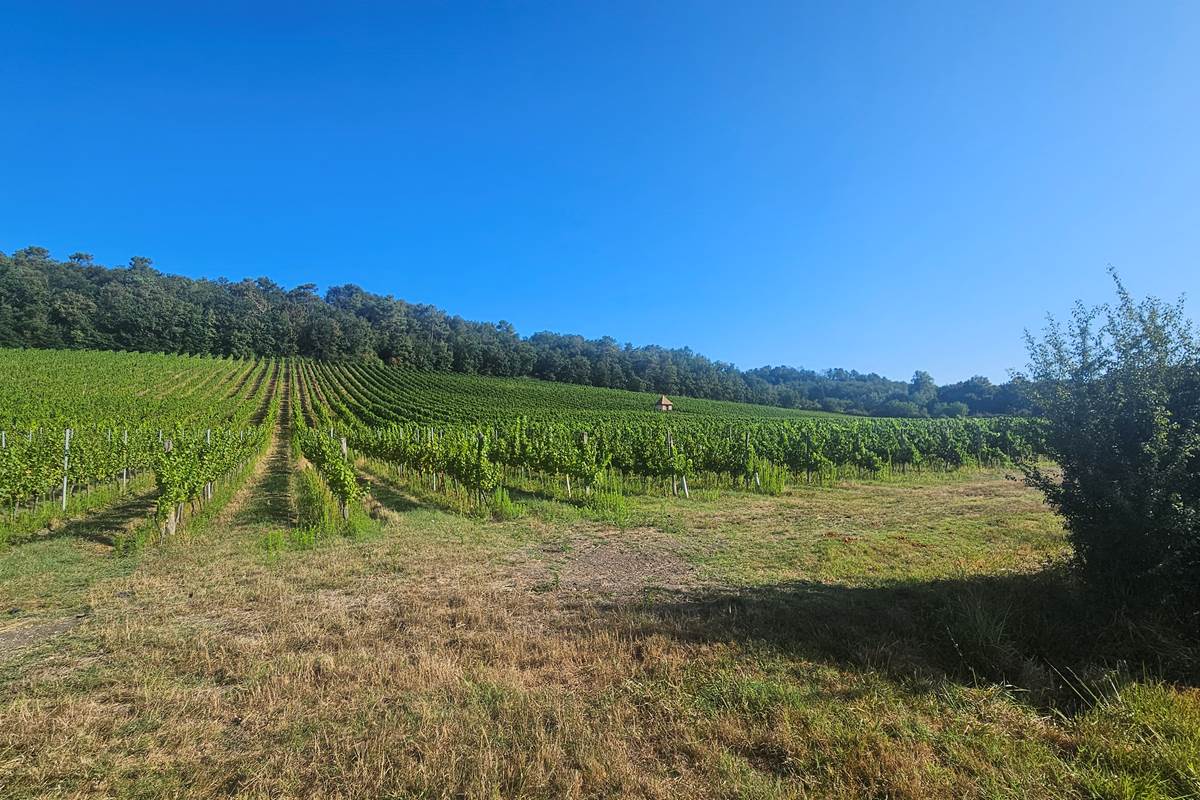 Vignoble-vigne-raisin-Bergeracois