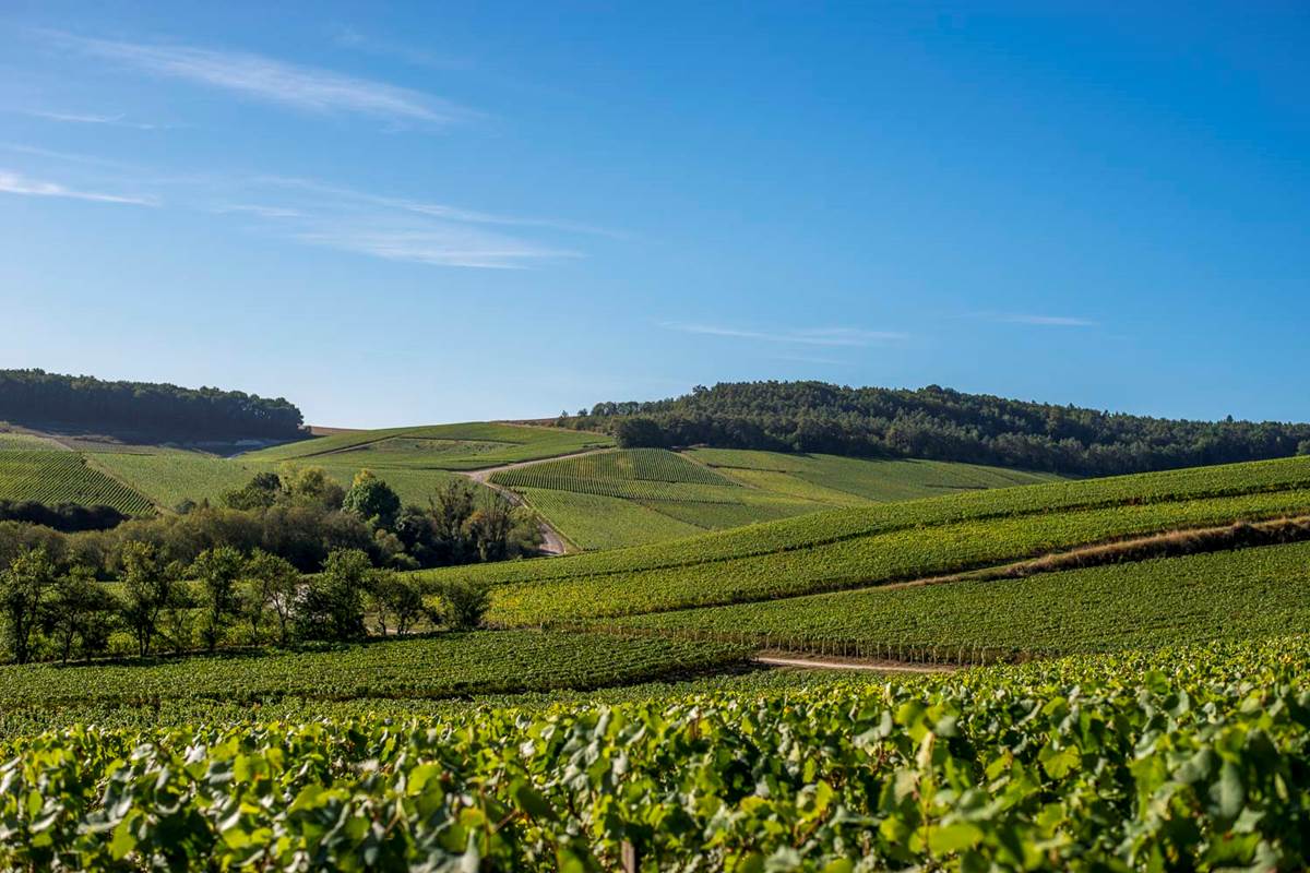 Vignoble ©Laurent Lempens